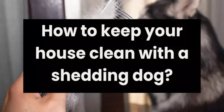 How to keep your house clean with a shedding dog?