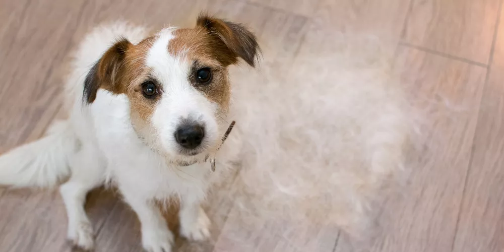  your house clean with a shedding dog?