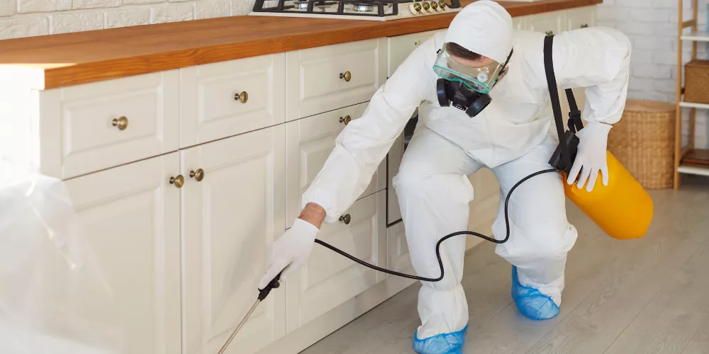 Complete Guide to Pest Control