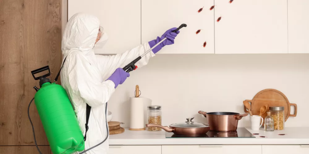 Pest Control Common Problems & Solutions