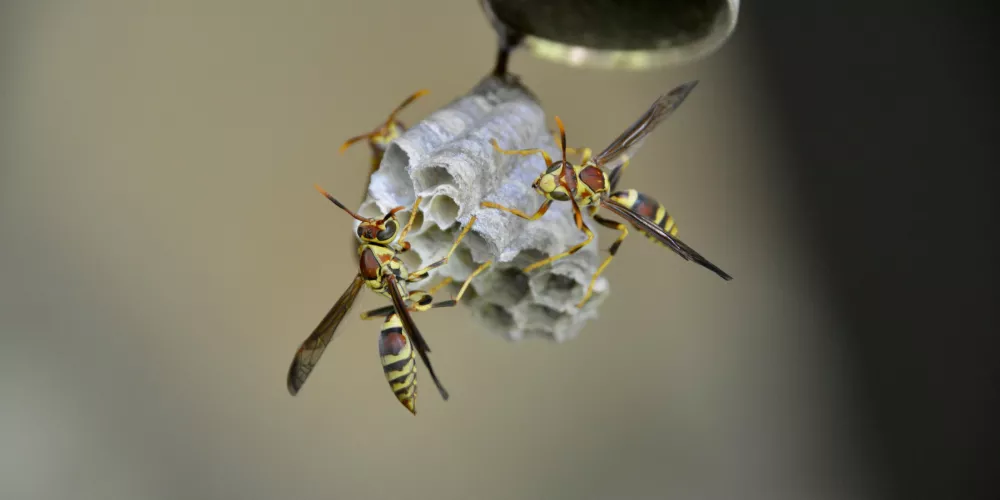 The Most Dangerous Bugs in New Buildings