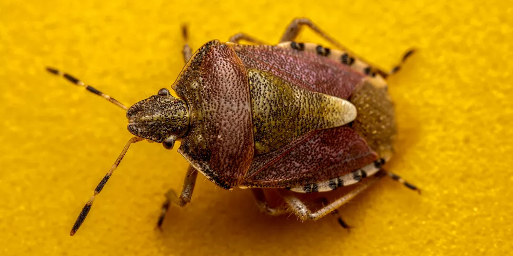 Why Regular Bug Care Is Vital?